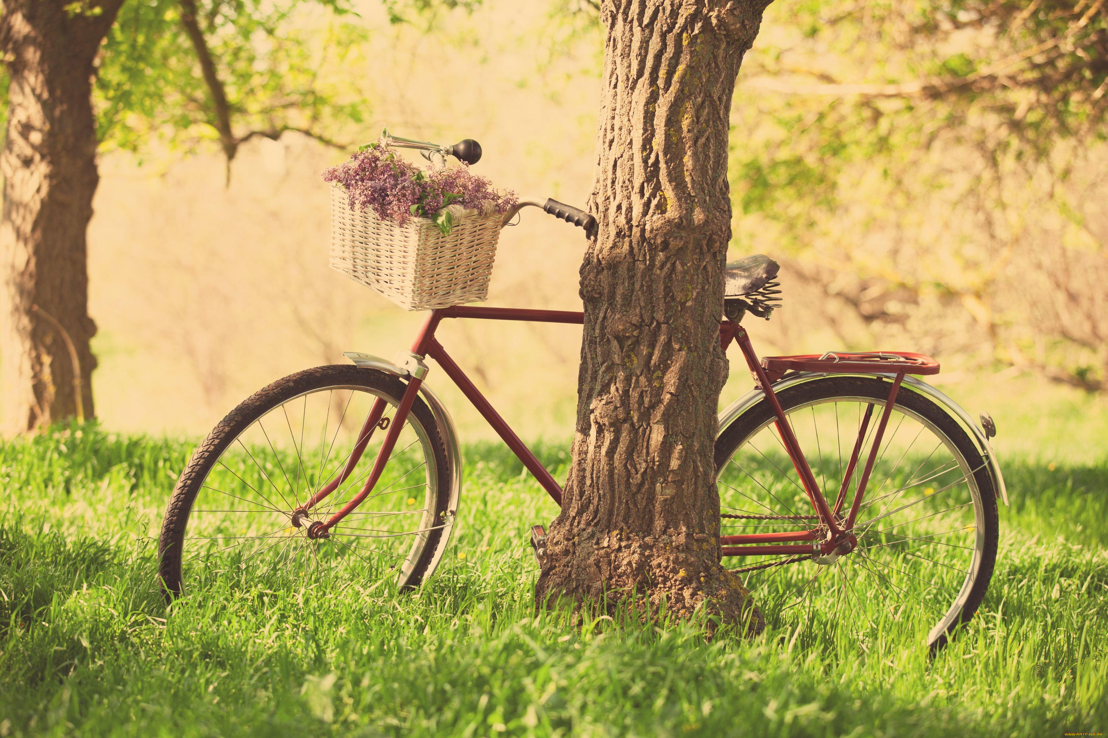 Велосипед получить в подарок. Красивые велосипеды. Велосипед на природе. Лето велосипед. Винтажный велосипед с корзинкой.